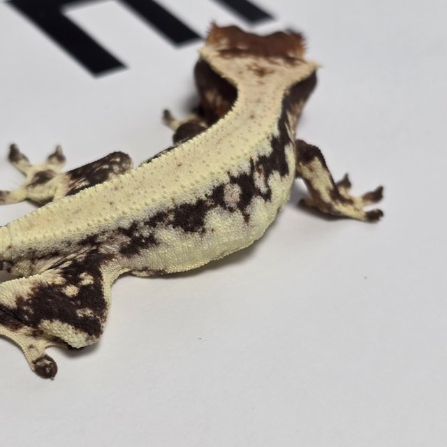 릴리 세이블 릴리100%헷아잔틱