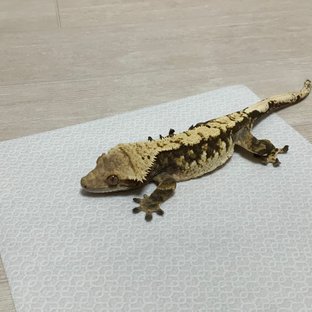 트라이 익스트림할리퀸