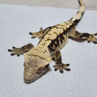 트라이 익스트림할리퀸