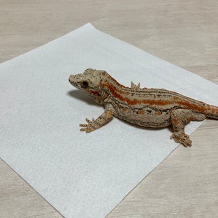 오렌지 스트라이프