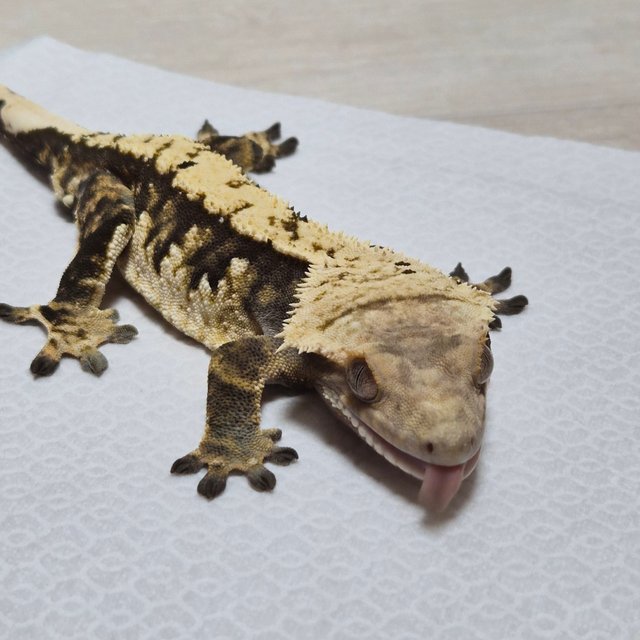 트라이 익스트림할리퀸