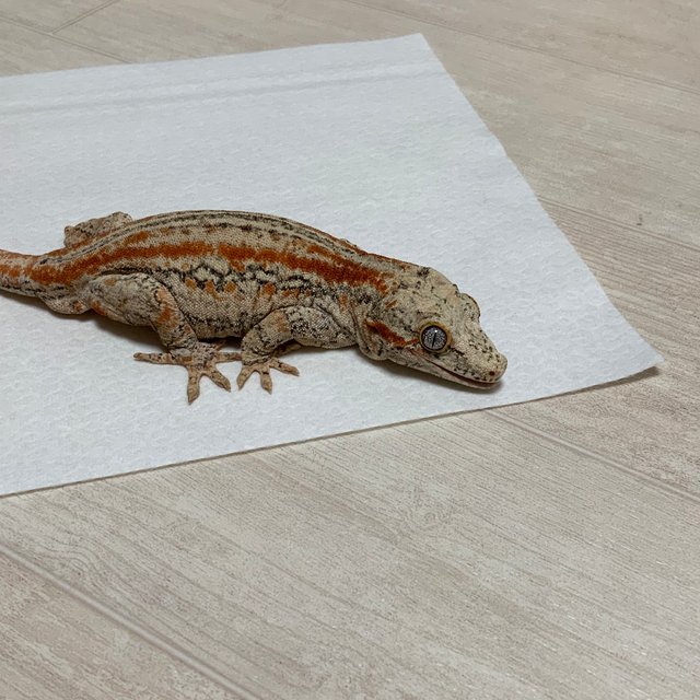 오렌지 스트라이프