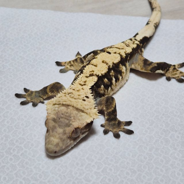 트라이 익스트림할리퀸