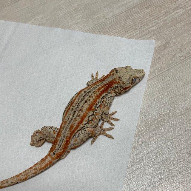 오렌지 스트라이프