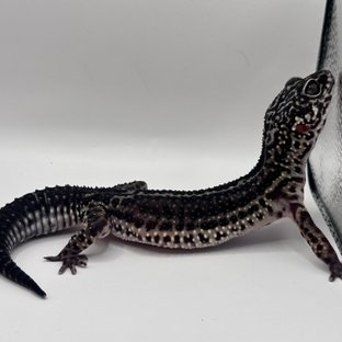 블랙나이트 스노우