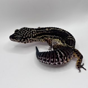 블랙나이트 스노우