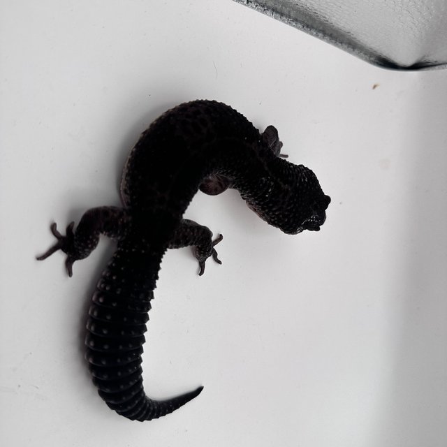 스노우 블랙나이트