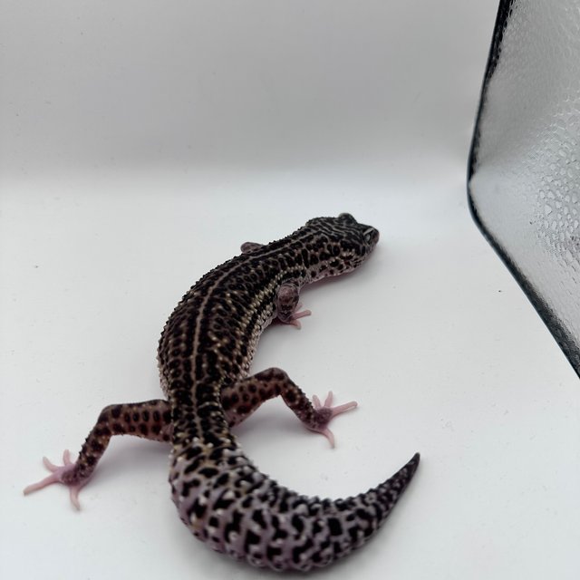 슈퍼스노우 블랙나이트