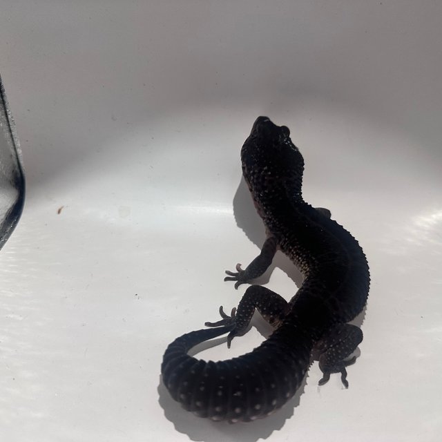 스노우 블랙나이트