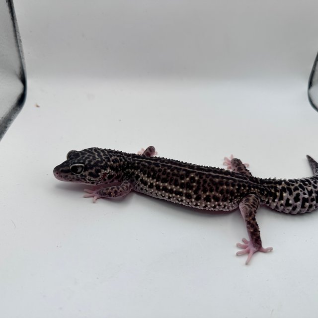 슈퍼스노우 블랙나이트