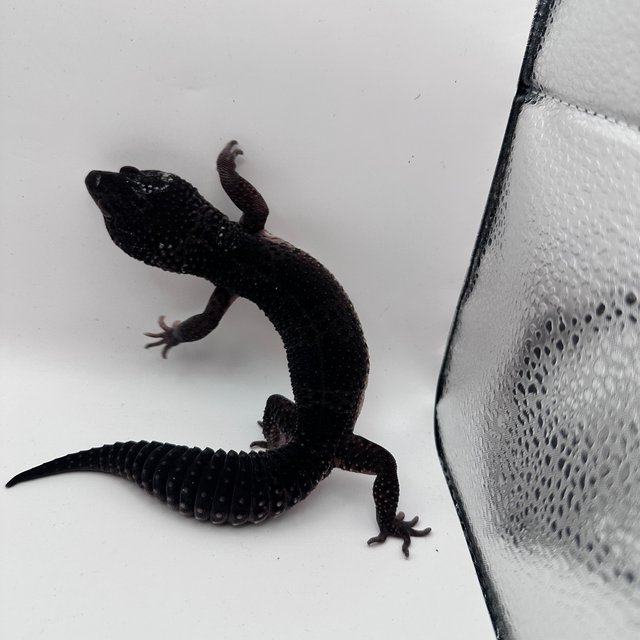 스노우 블랙나이트