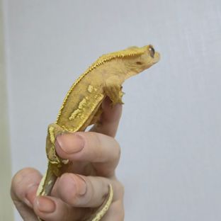 크림시클 옐로우 노멀