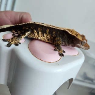 노멀 핀스트라이프 다크