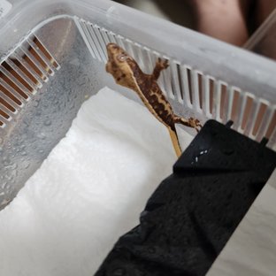 릴리화이트 레드