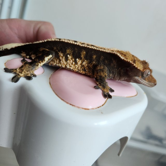 노멀 핀스트라이프 다크