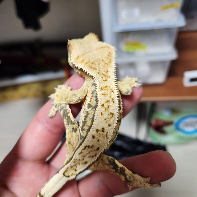 쿼드 노멀 트라이 핀스트라이프