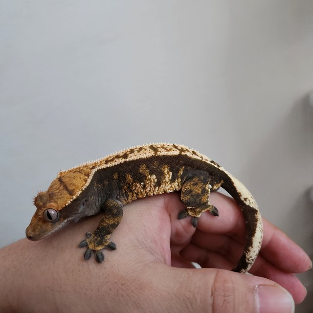 노멀 핀스트라이프 다크