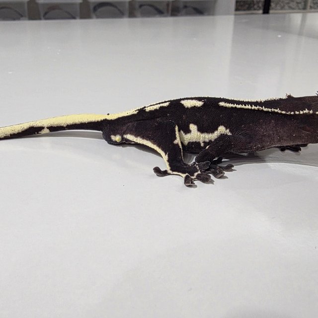 릴리 세이블 아잔틱