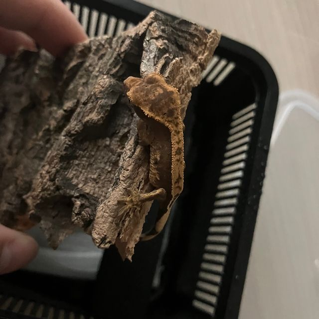 100%헷아잔틱 풀핀