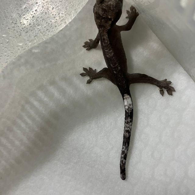 챠콜 알티 아잔틱