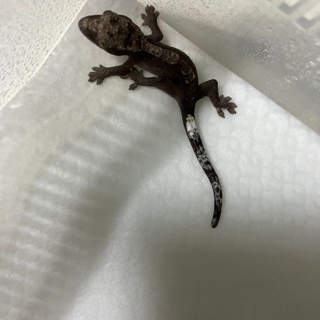 챠콜 알티 아잔틱