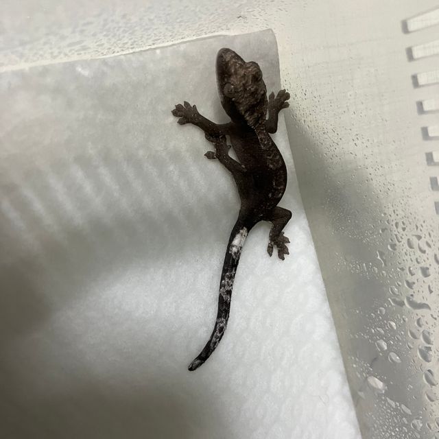 챠콜 알티 아잔틱