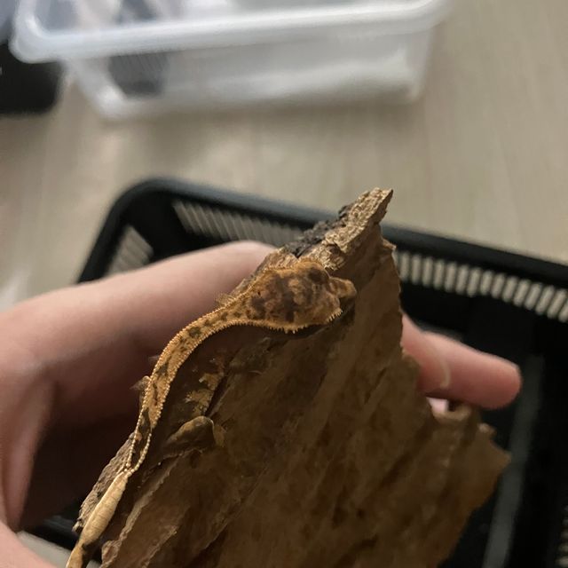 100%헷아잔틱 풀핀