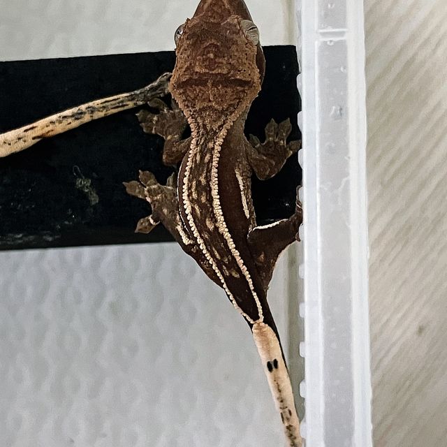 오닉스 엠티백