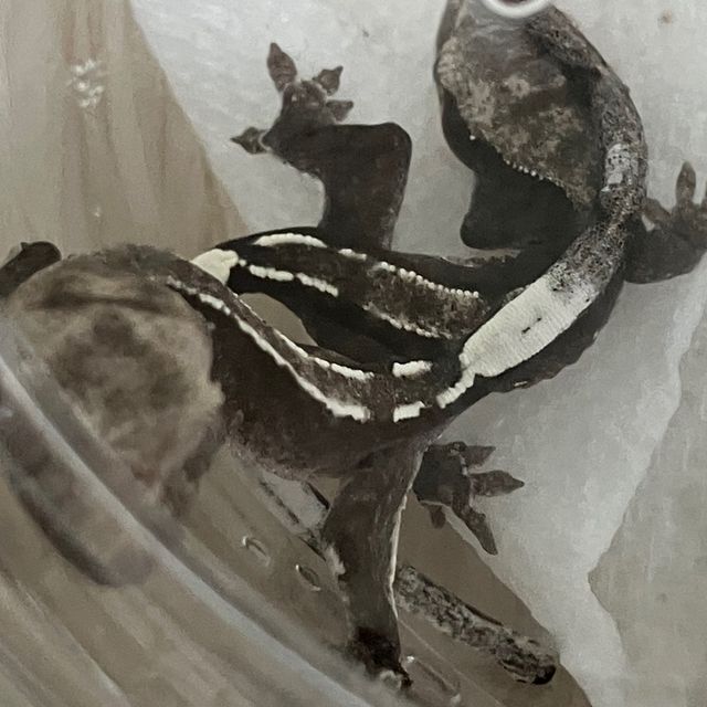 아잔틱