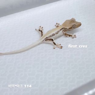 릴리화이트