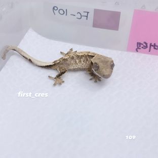 노멀