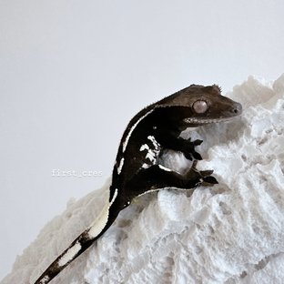 아잔틱