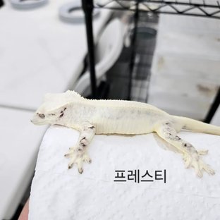 프레스티지