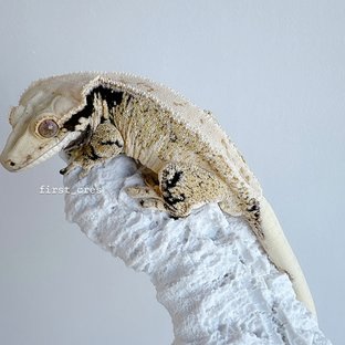 노멀 드리피 화이트스팟