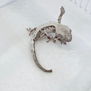 슈퍼세이블 릴리