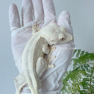 설이