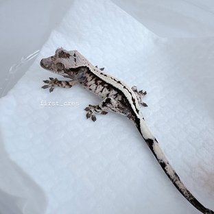 레온 x 가을