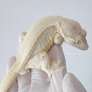 토르