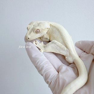 화조 구덜