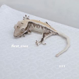 릴리화이트