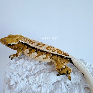 노멀 트라이 텐저린