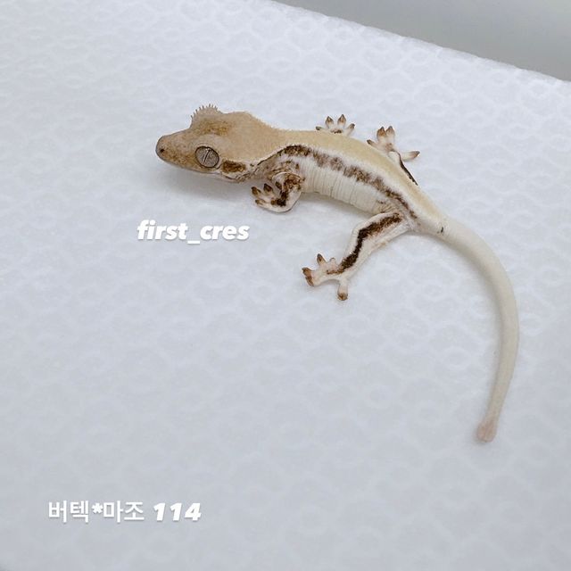 릴리화이트
