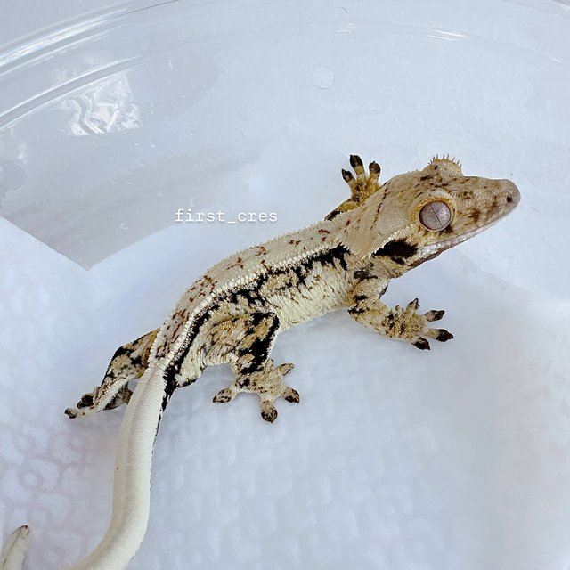 쿼드 드리피 화이트스팟