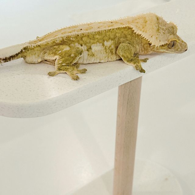 크림시클 풀핀