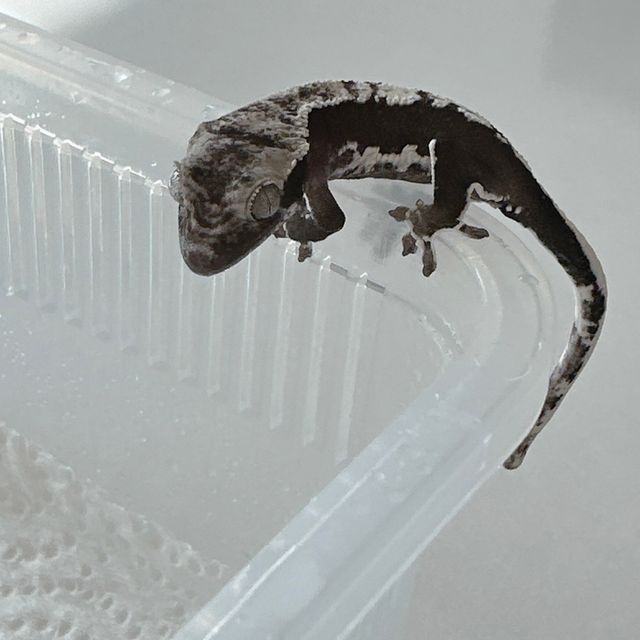 릴잔틱