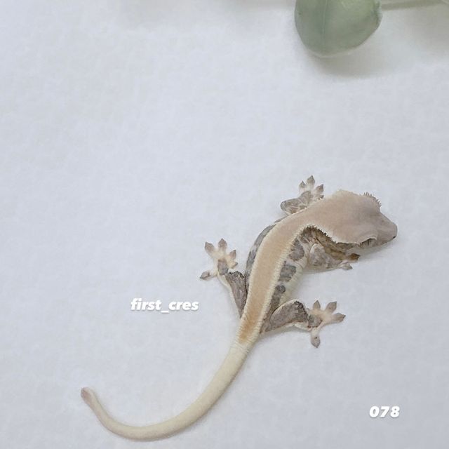 릴리화이트