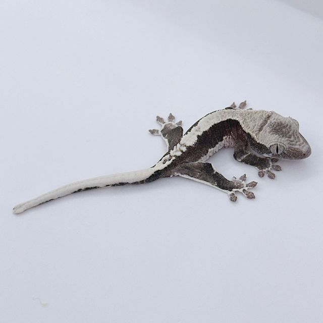 릴잔틱