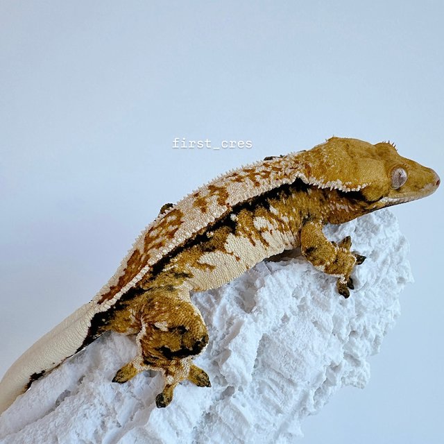 노멀 트라이 텐저린