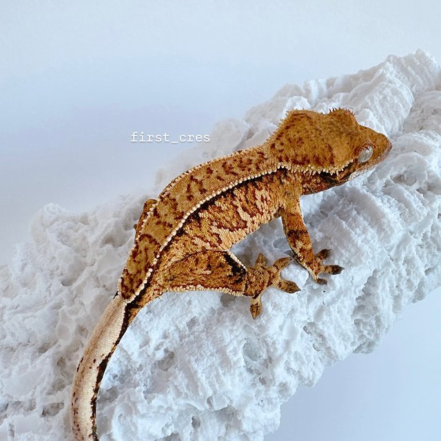 노멀 트라이 텐저린