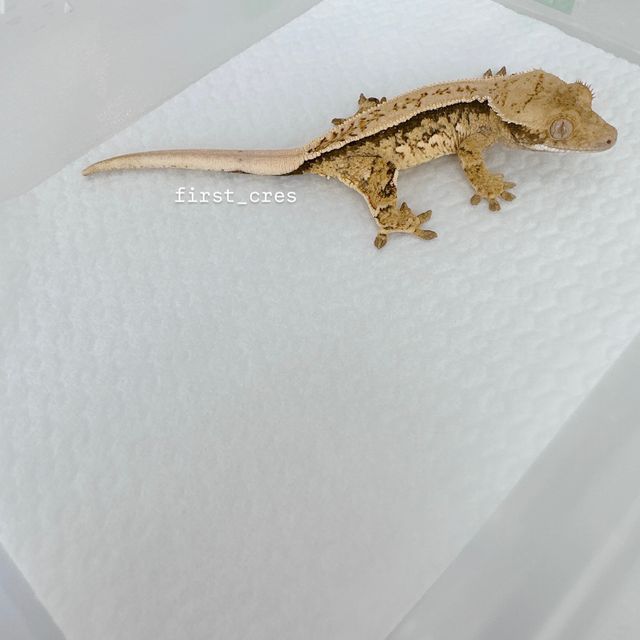 노멀 쿼드 풀핀 드리피